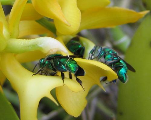 orchid_bees
